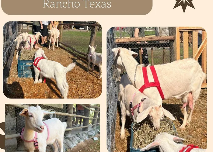 Pousada E Pesqueiro Rancho Texas Ubatuba
